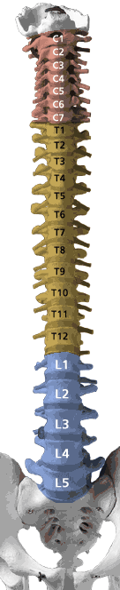 spine_numbered