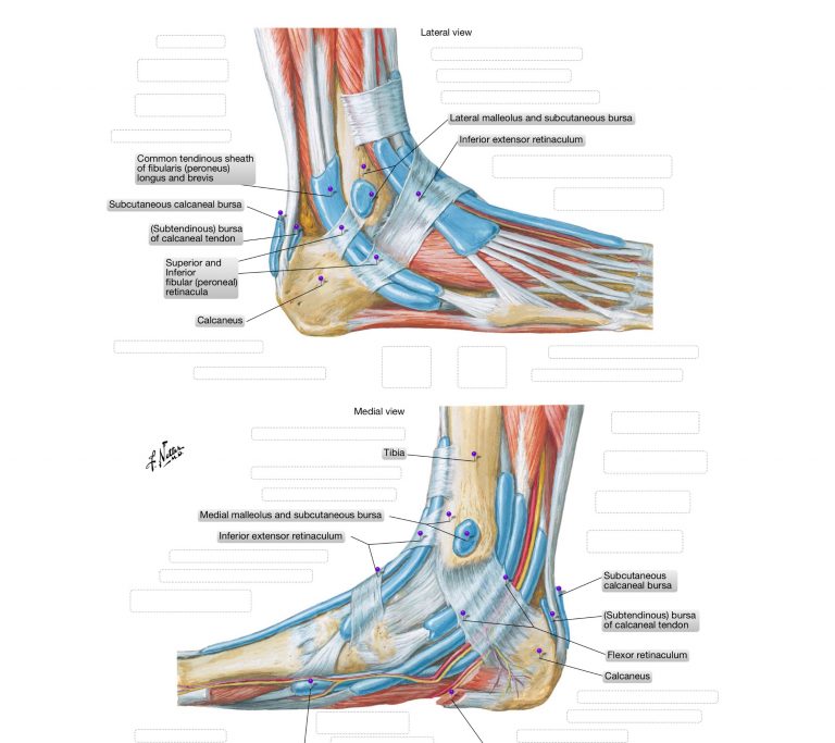 Ankle Sprains - theOsteopath.net