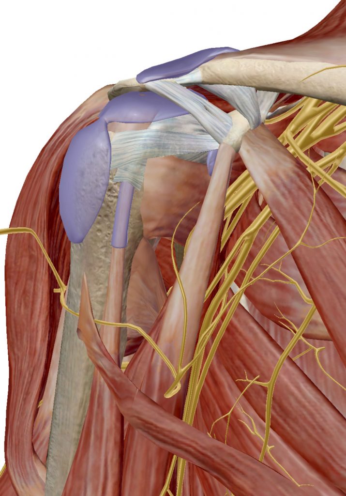 Common Shoulder Injuries - theOsteopath.net