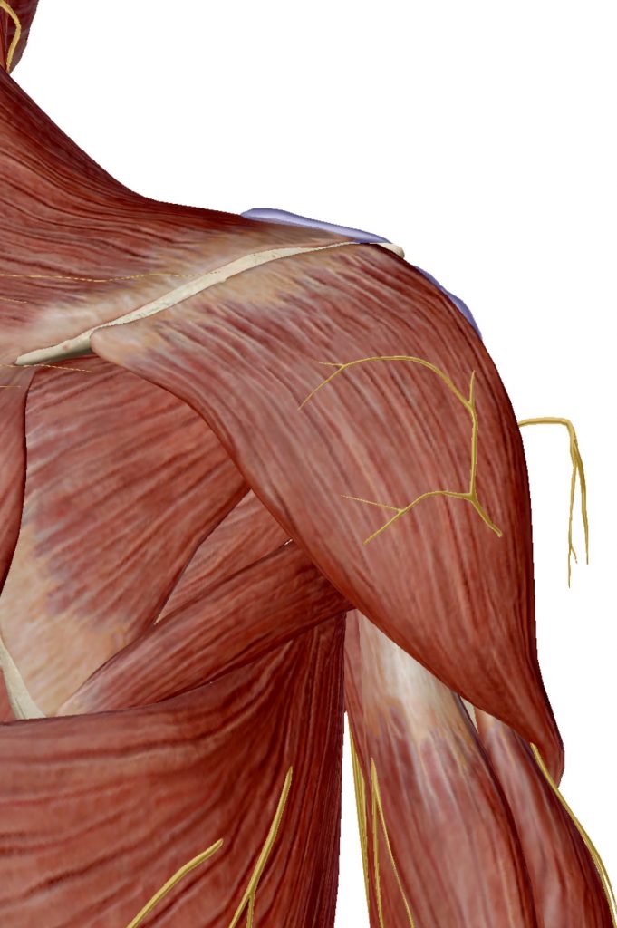 Common Shoulder Injuries - theOsteopath.net